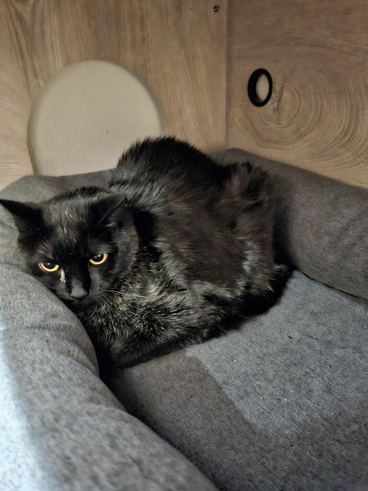 Jack — thumbnail 3