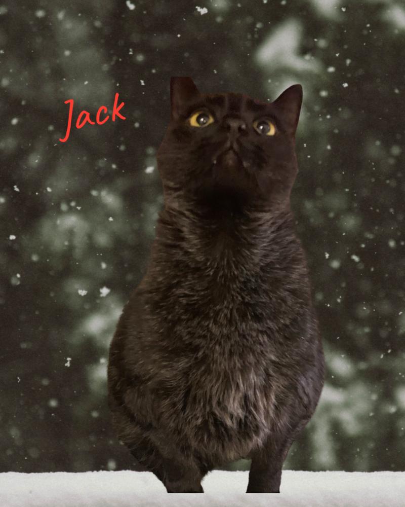 Jack — thumbnail 4