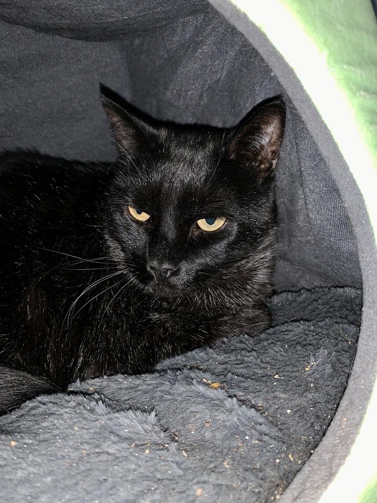 Enlarge Jack, a Adoptable mixed breed in Dallas, TX image 6/6