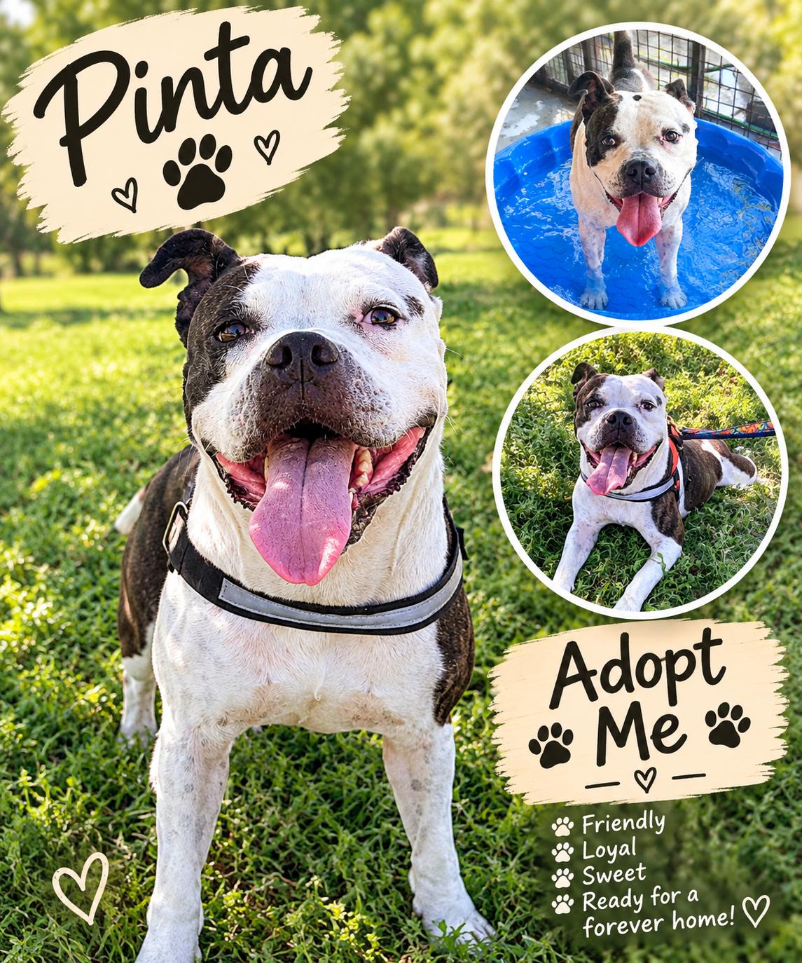 Enlarge Pinta, a Adoptable Pit Bull Terrier in Queen Creek, AZ image 2/2