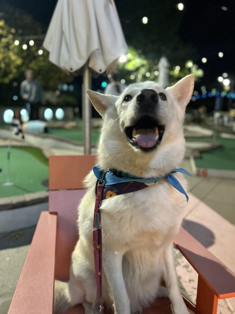 Enlarge Arlo from Wortham, a Adoptable mixed breed in Denver, CO image 1/6