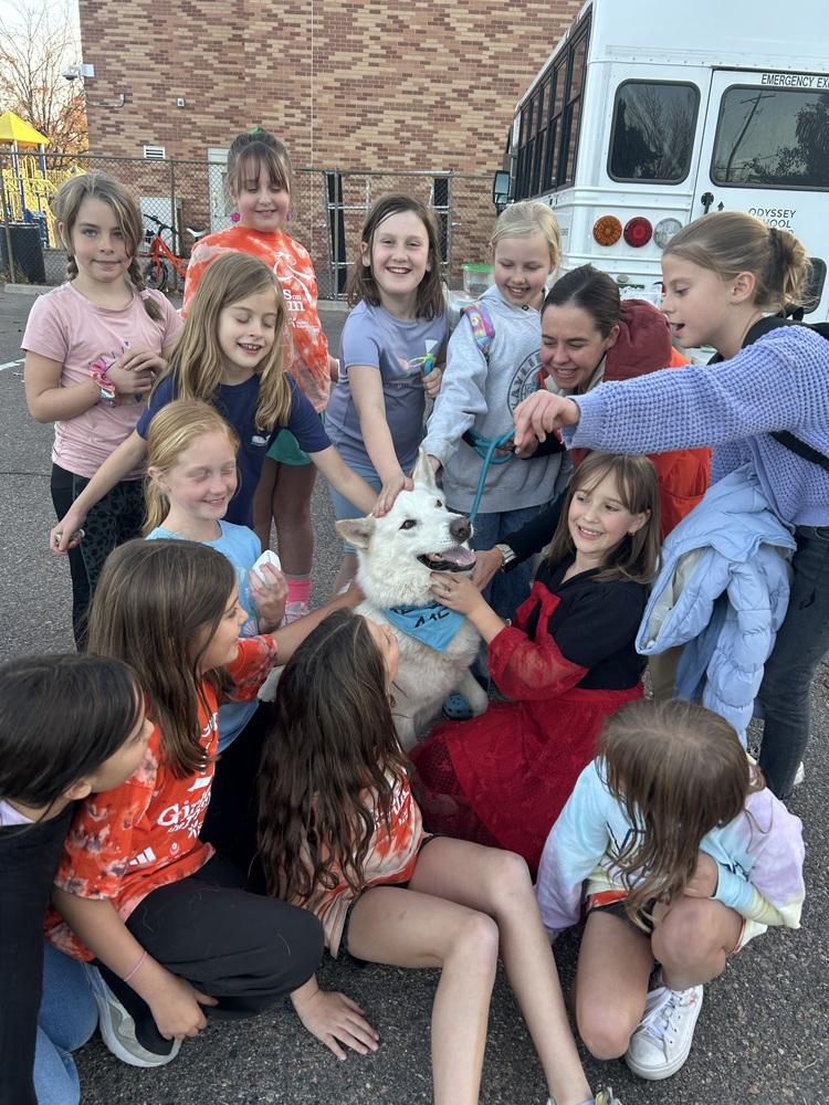 Enlarge Arlo from Wortham, a Adoptable mixed breed in Denver, CO image 4/6