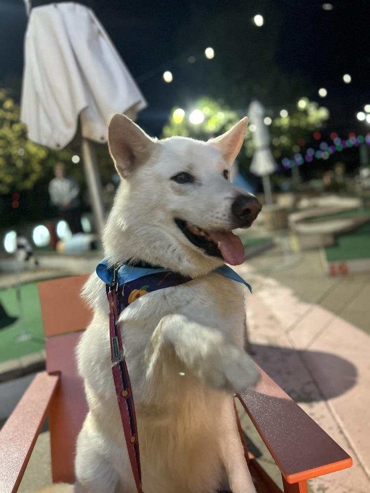 Enlarge Arlo from Wortham, a Adoptable mixed breed in Denver, CO image 5/6