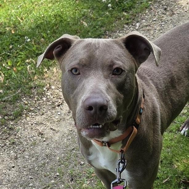 Red, Adoptable, Adult Male Weimaraner & Pit Bull Terrier.