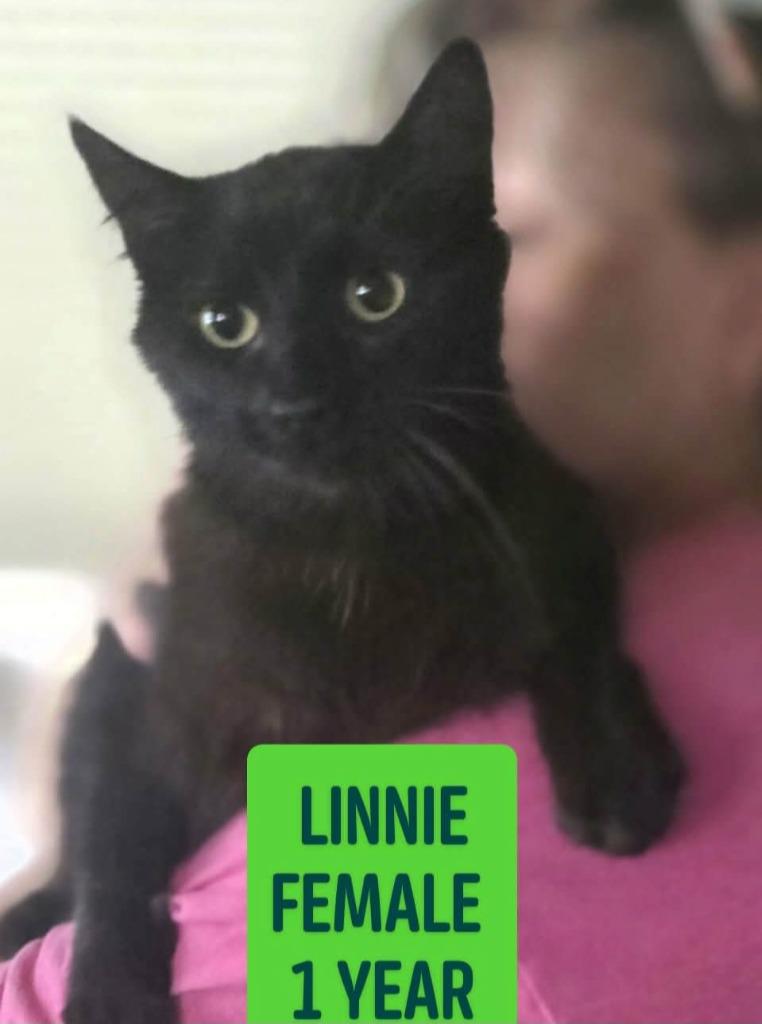 Linnie-blue, a Adoptable mixed breed in Olney, IL image 1/2