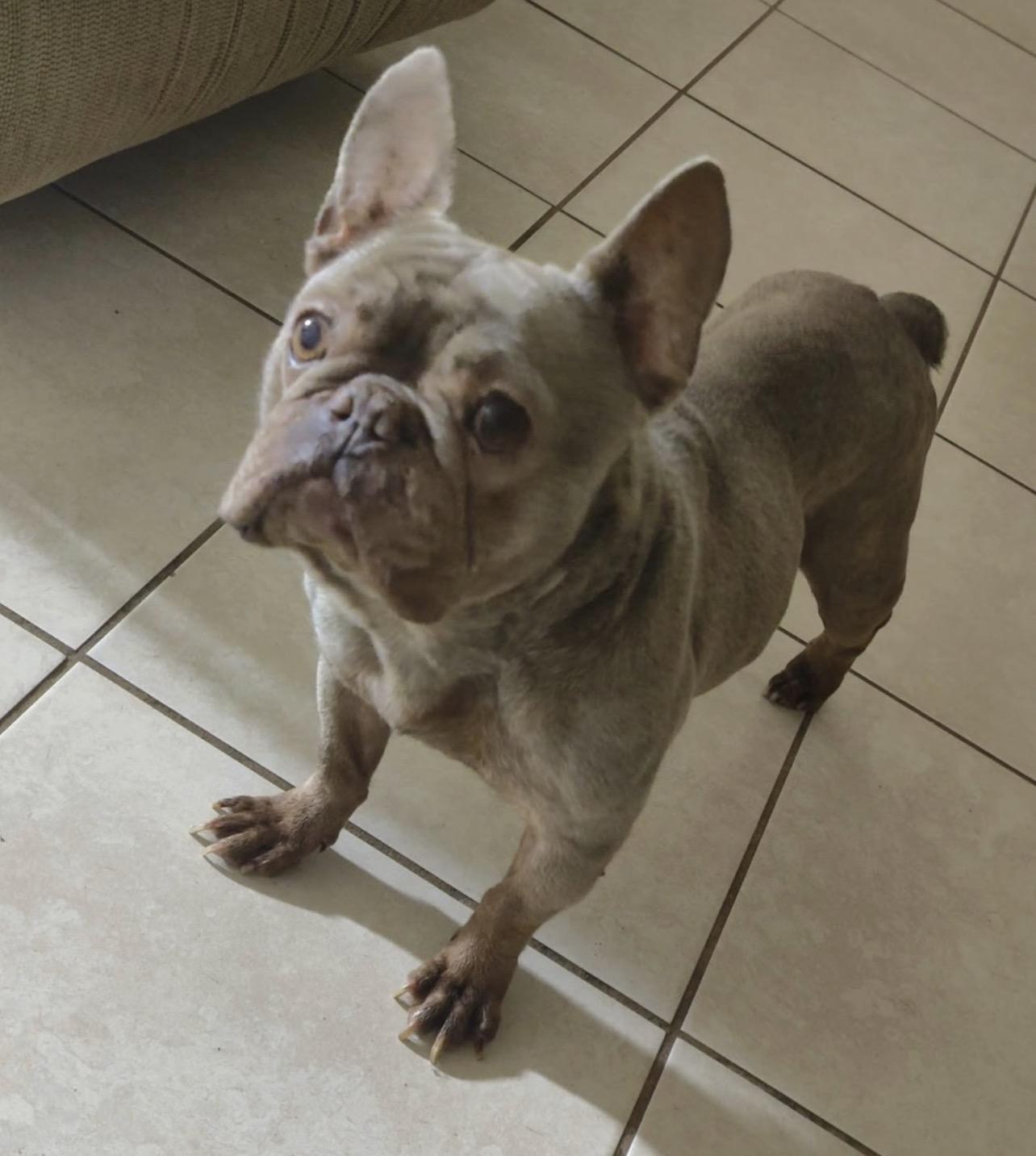 Enlarge Lila, a Adopted French Bulldog in PALM BAY, FL image 1/1
