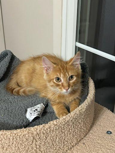 Garfield
