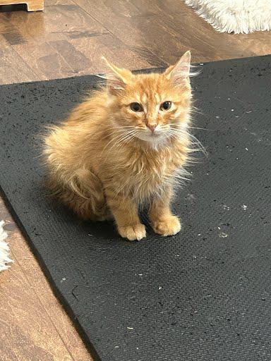 Garfield photo 2
