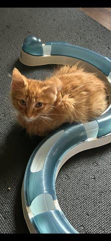 Garfield photo 3