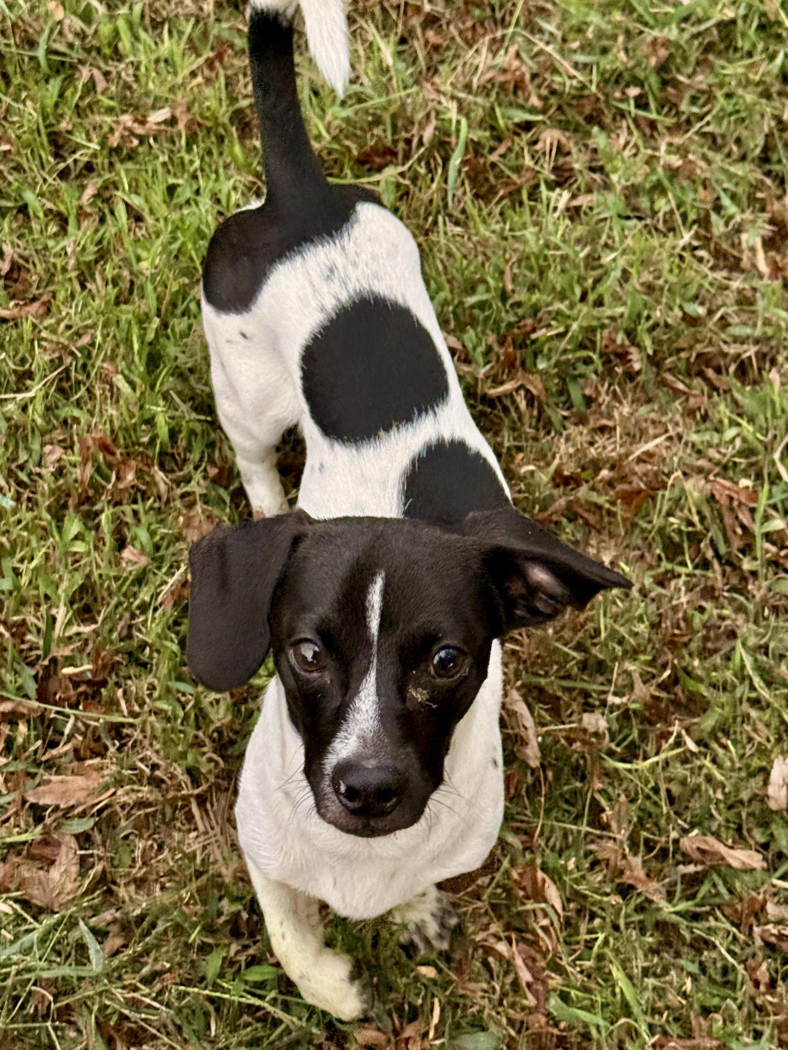 Snoopy.   Sprout, Adoptable, Puppy Male Dachshund.