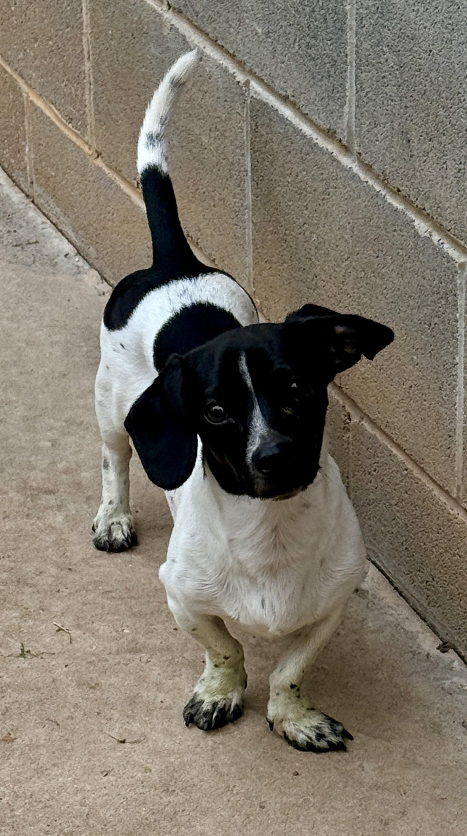 Enlarge Snoopy.   Sprout, a Adoptable Dachshund in Prague, OK image 2/3