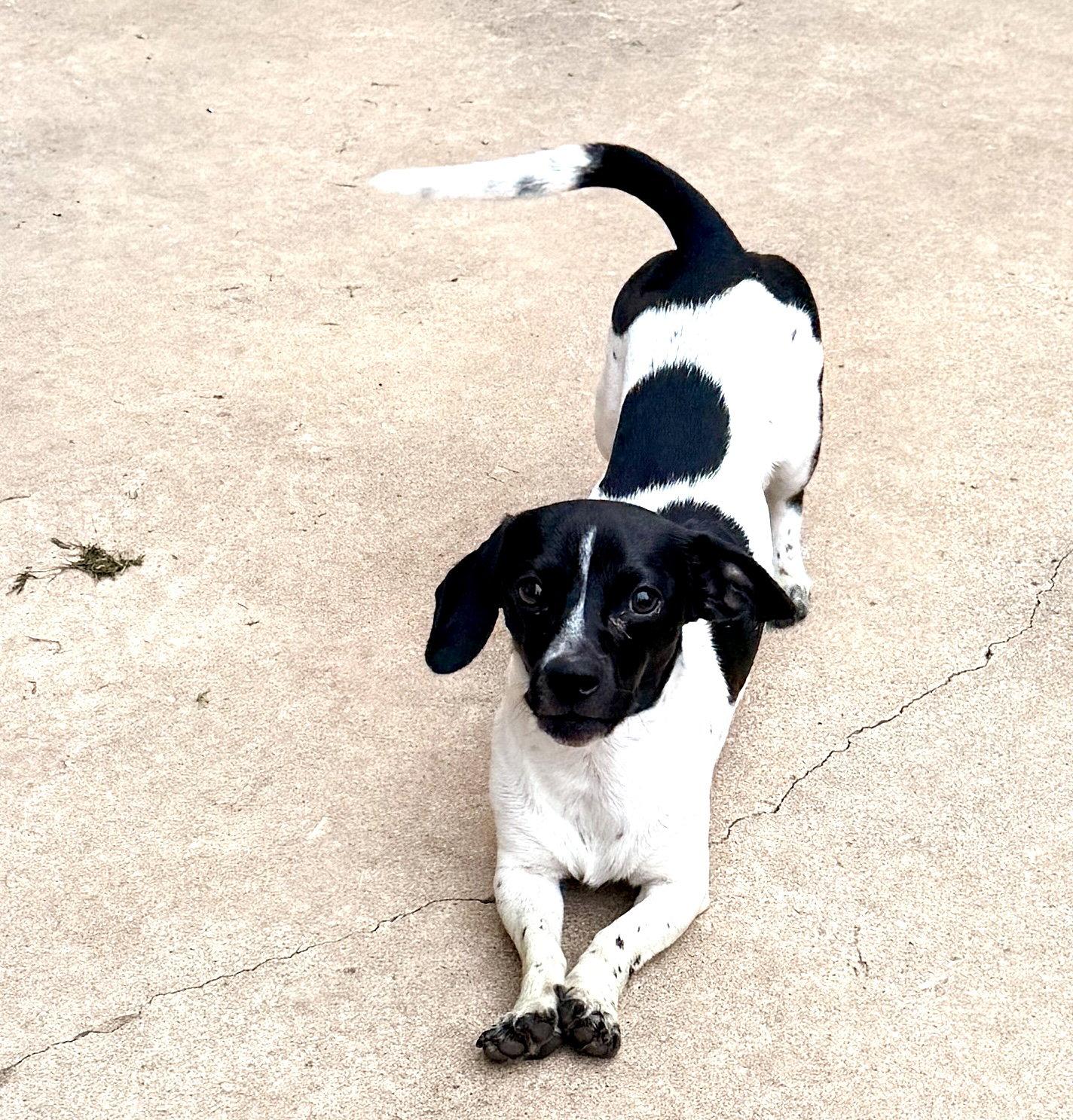 Enlarge Snoopy.   Sprout, a Adoptable Dachshund in Prague, OK image 3/3