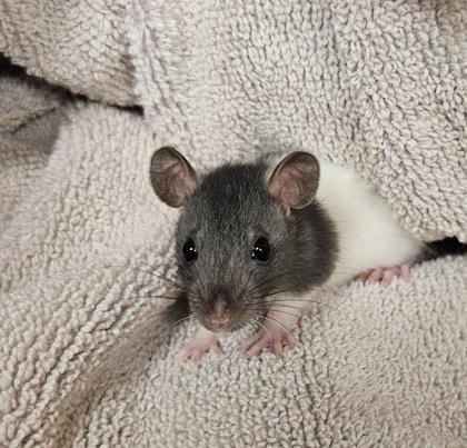 Lion`s Mane, Adoptable, Baby Male Rat.