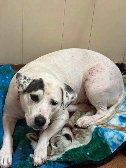 Patt, Adoptable, Adult Female Pit Bull Terrier.