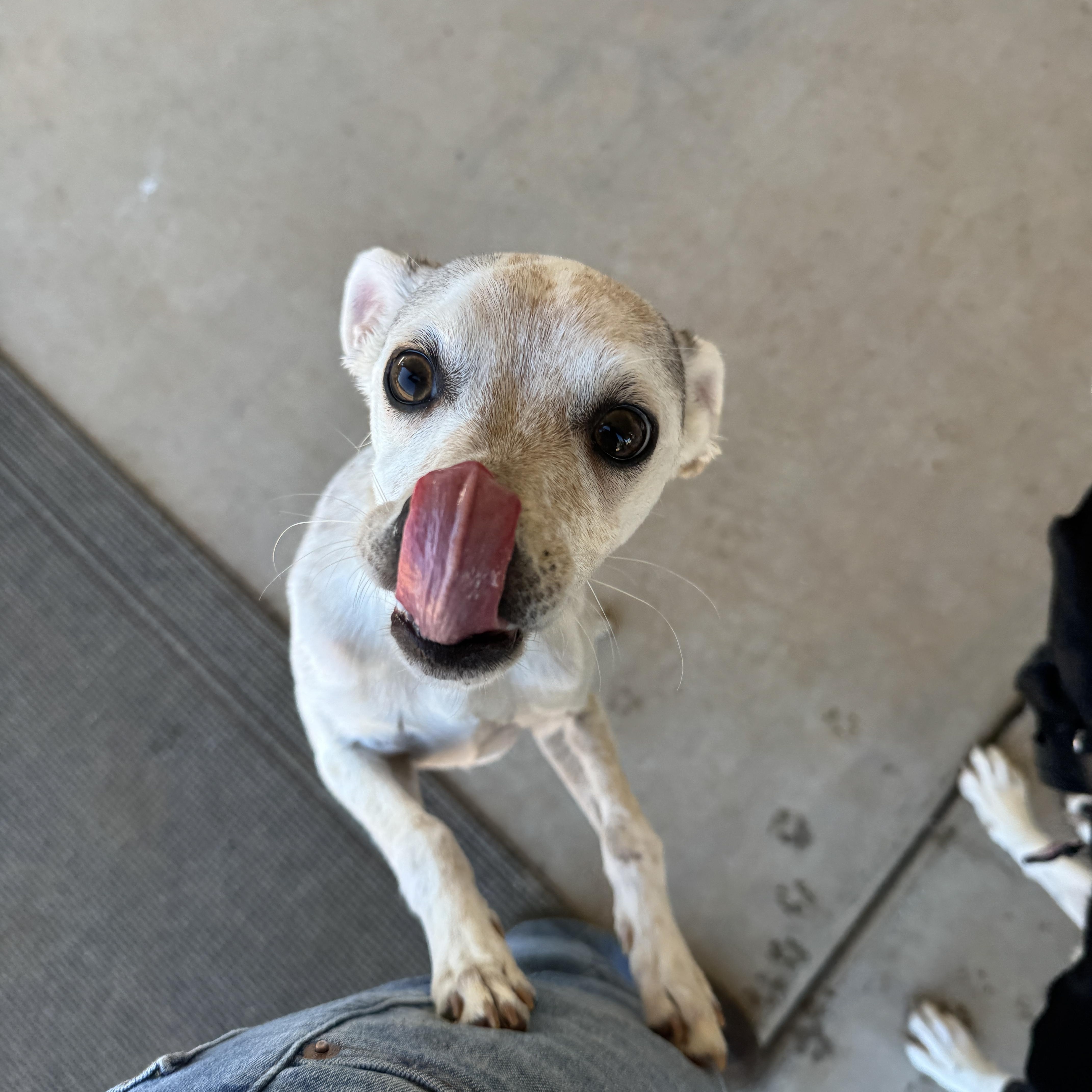 Enlarge Kramer, a ADOPTABLE mixed breed in Goodyear, AZ image 3/3