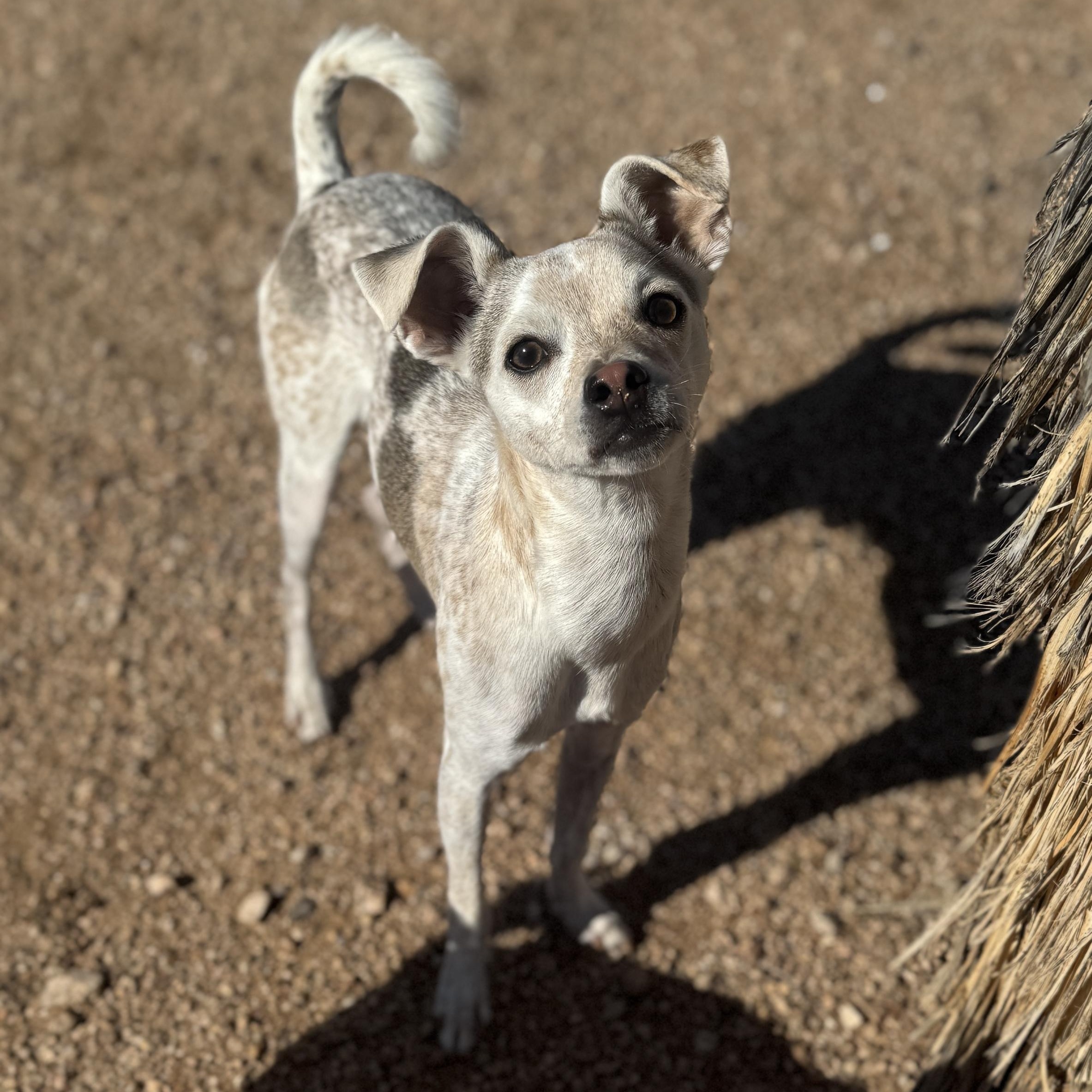 Kramer, ADOPTABLE, Young Male Chihuahua.