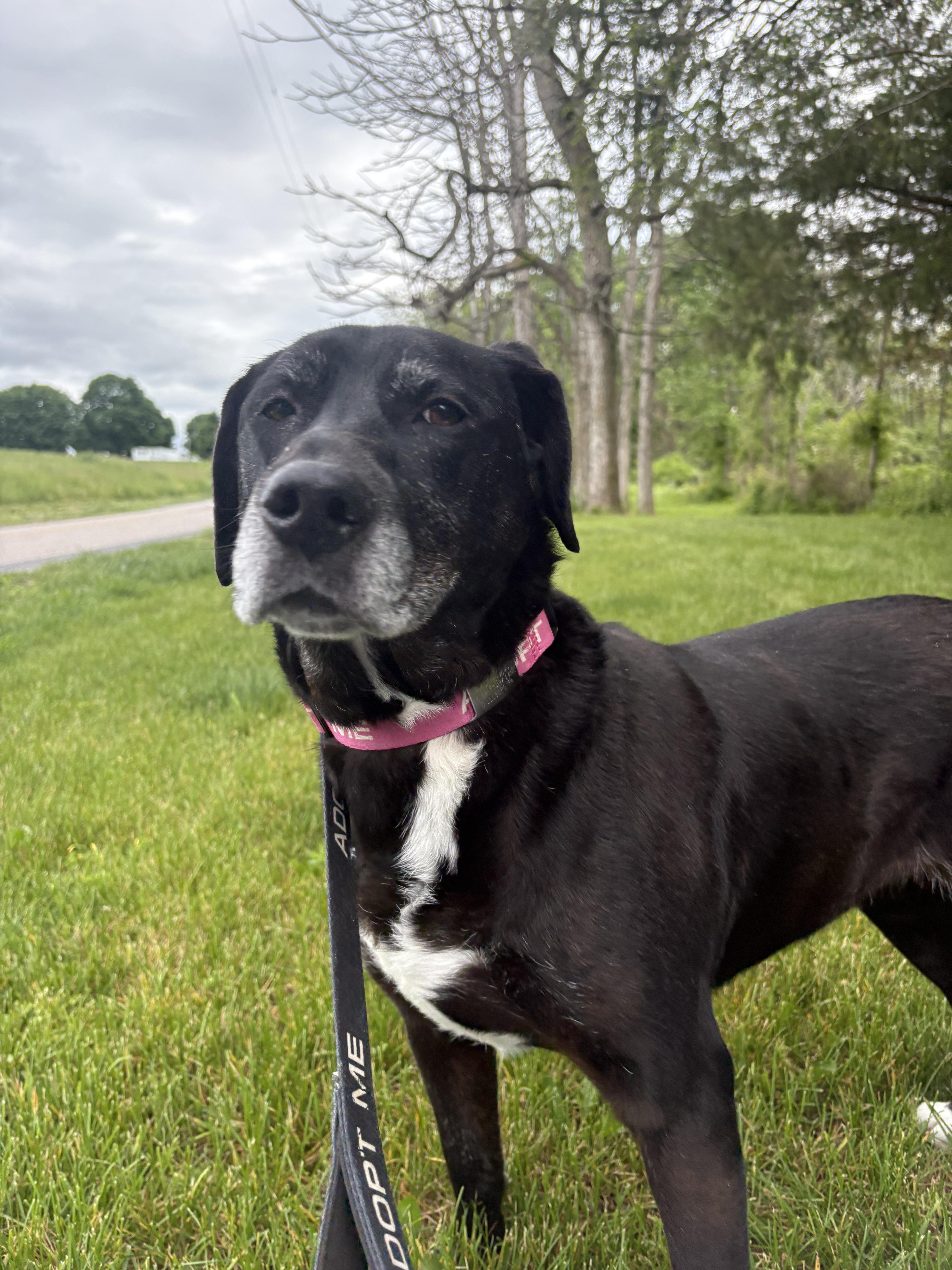 Presley, Adoptable, Adult Female Labrador Retriever.