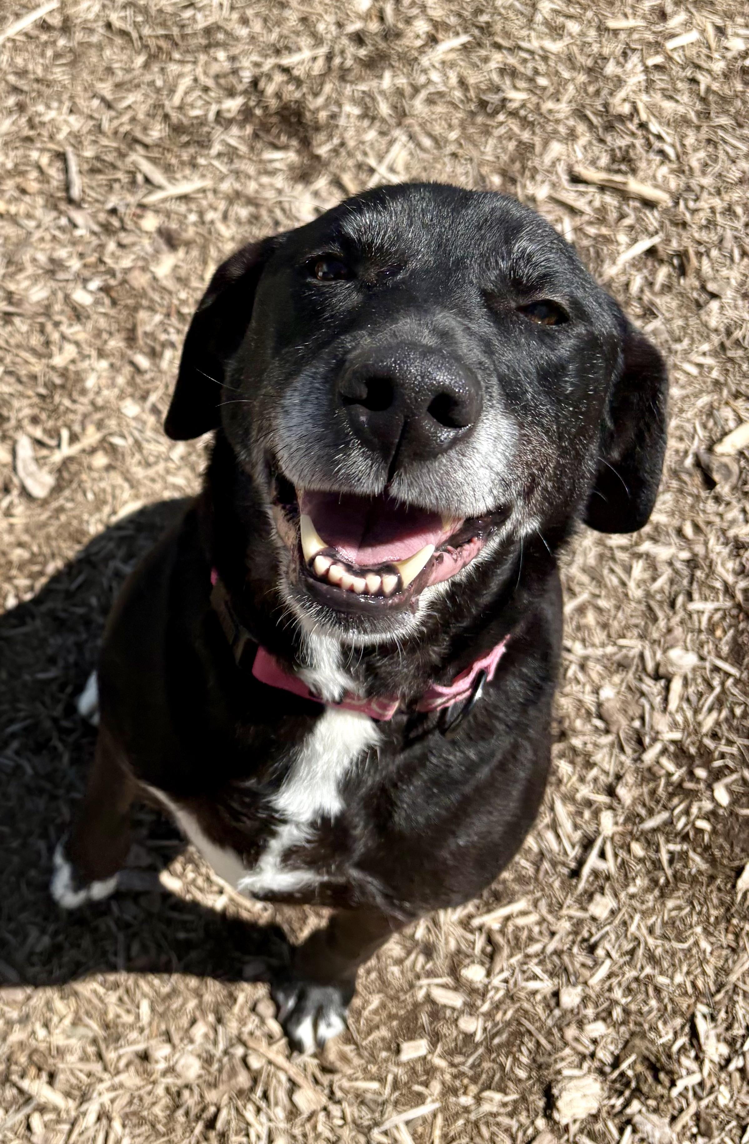 Presley, a Adoptable Labrador Retriever in Dillsburg, PA image 3/6