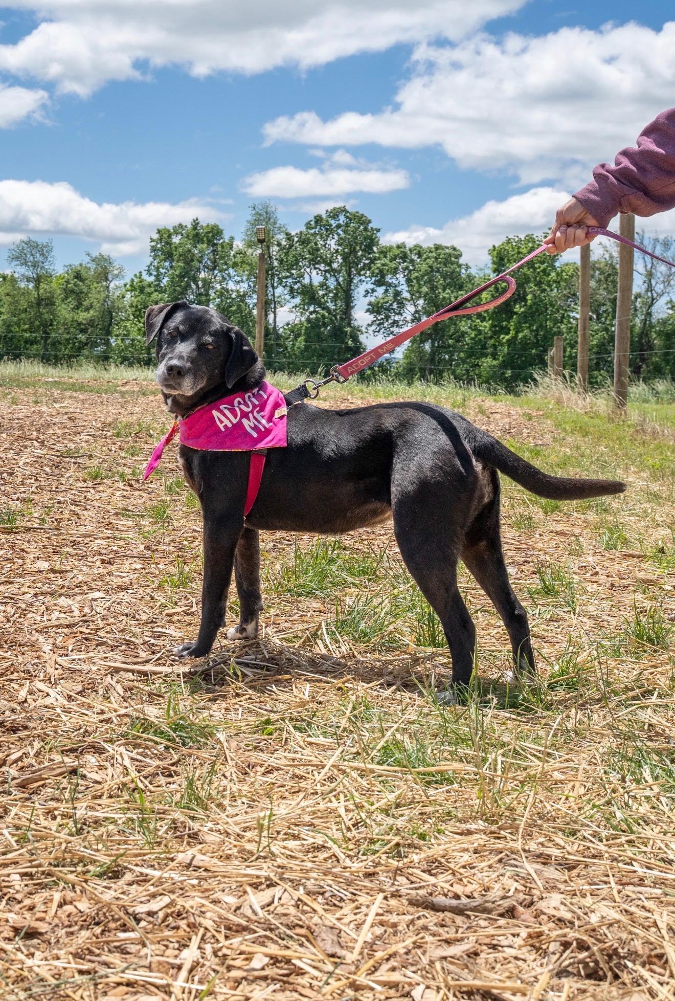 Presley, a Adoptable Labrador Retriever in Dillsburg, PA image 5/6