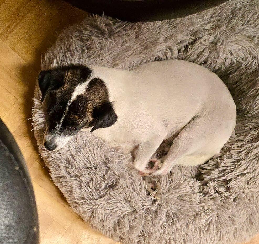 Enlarge Luke, an adoptable mixed breed in Raleigh, NC image 3/5