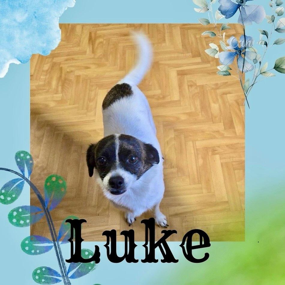Enlarge Luke, an adoptable mixed breed in Raleigh, NC image 1/5
