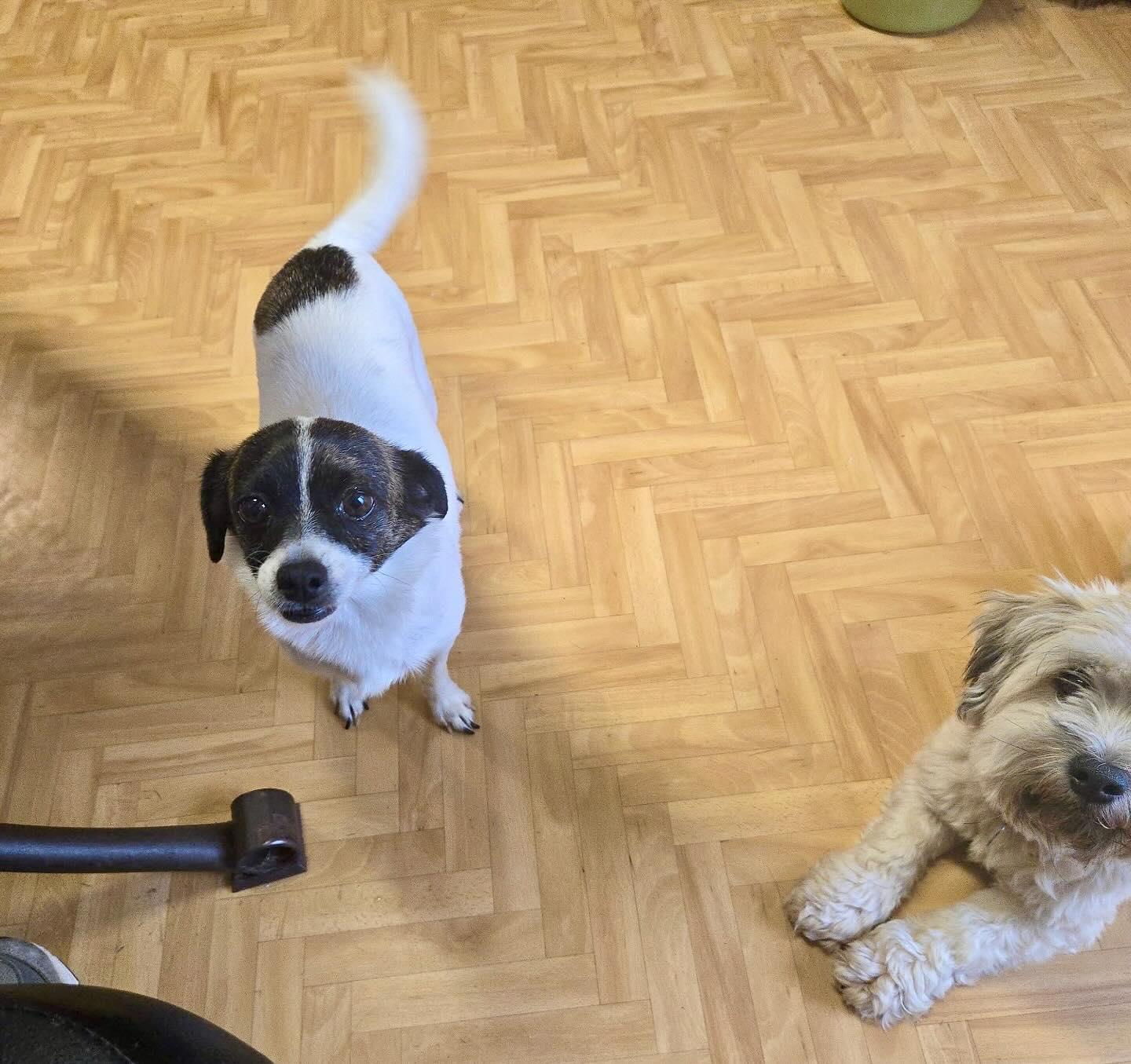 Enlarge Luke, an adoptable mixed breed in Raleigh, NC image 5/5