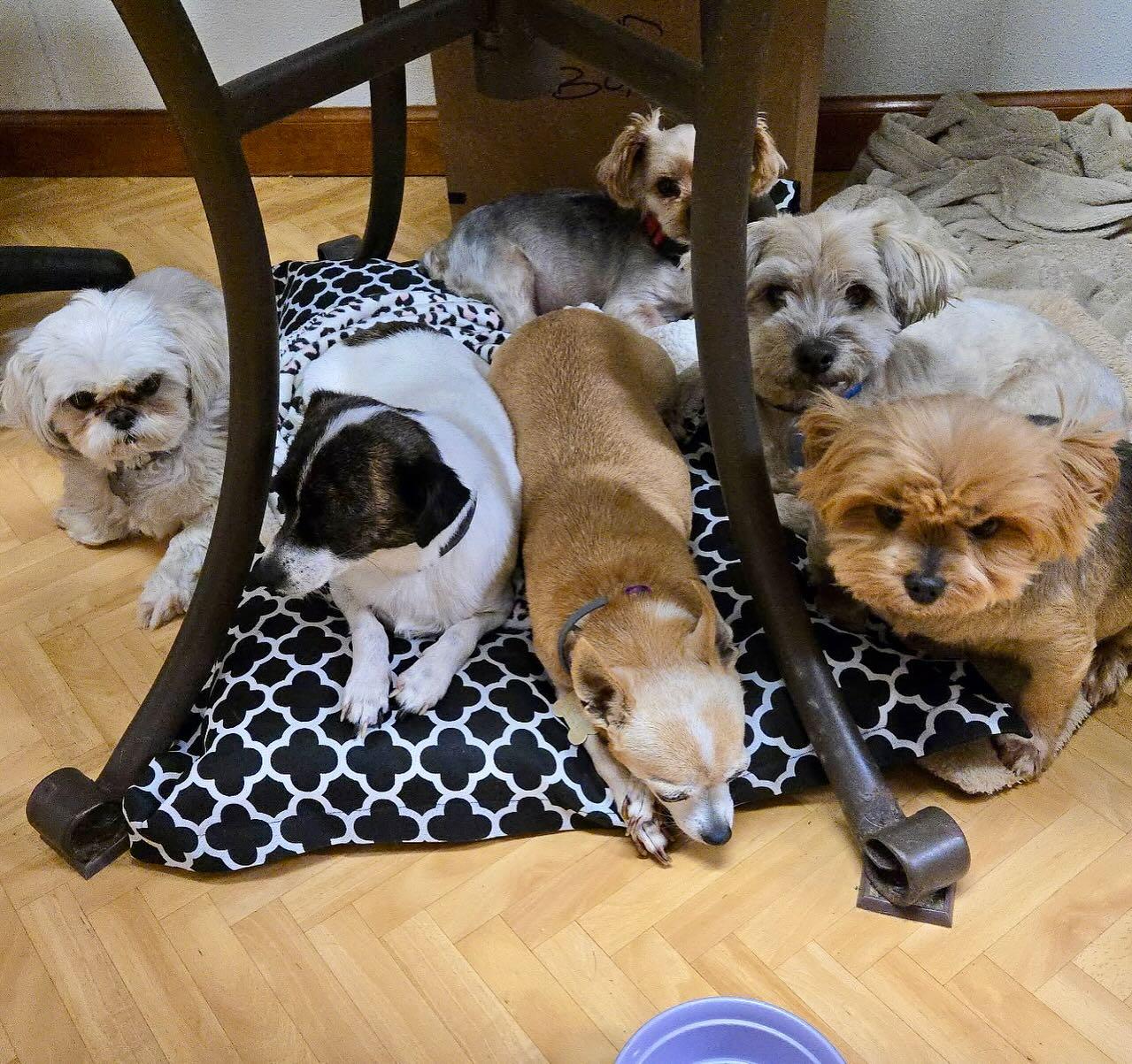 Enlarge Luke, an adoptable mixed breed in Raleigh, NC image 4/5