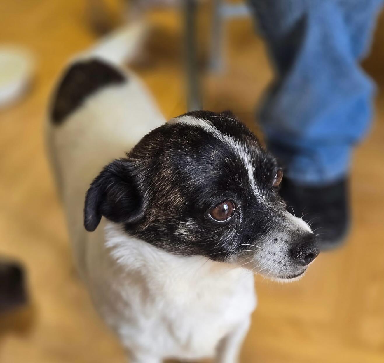 Enlarge Luke, an adoptable mixed breed in Raleigh, NC image 2/5