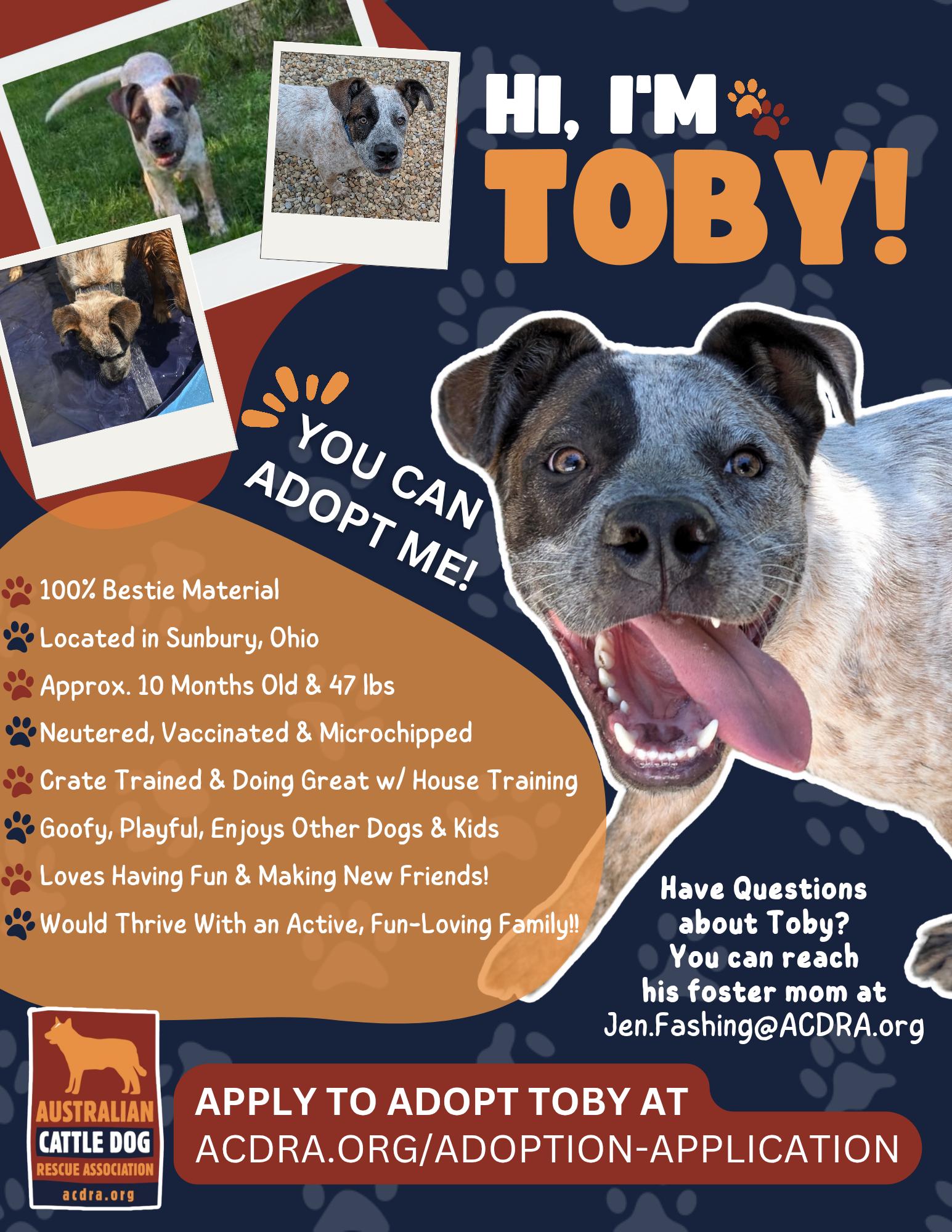 Toby, a Adoptable mixed breed in Sunbury, OH image 1/5