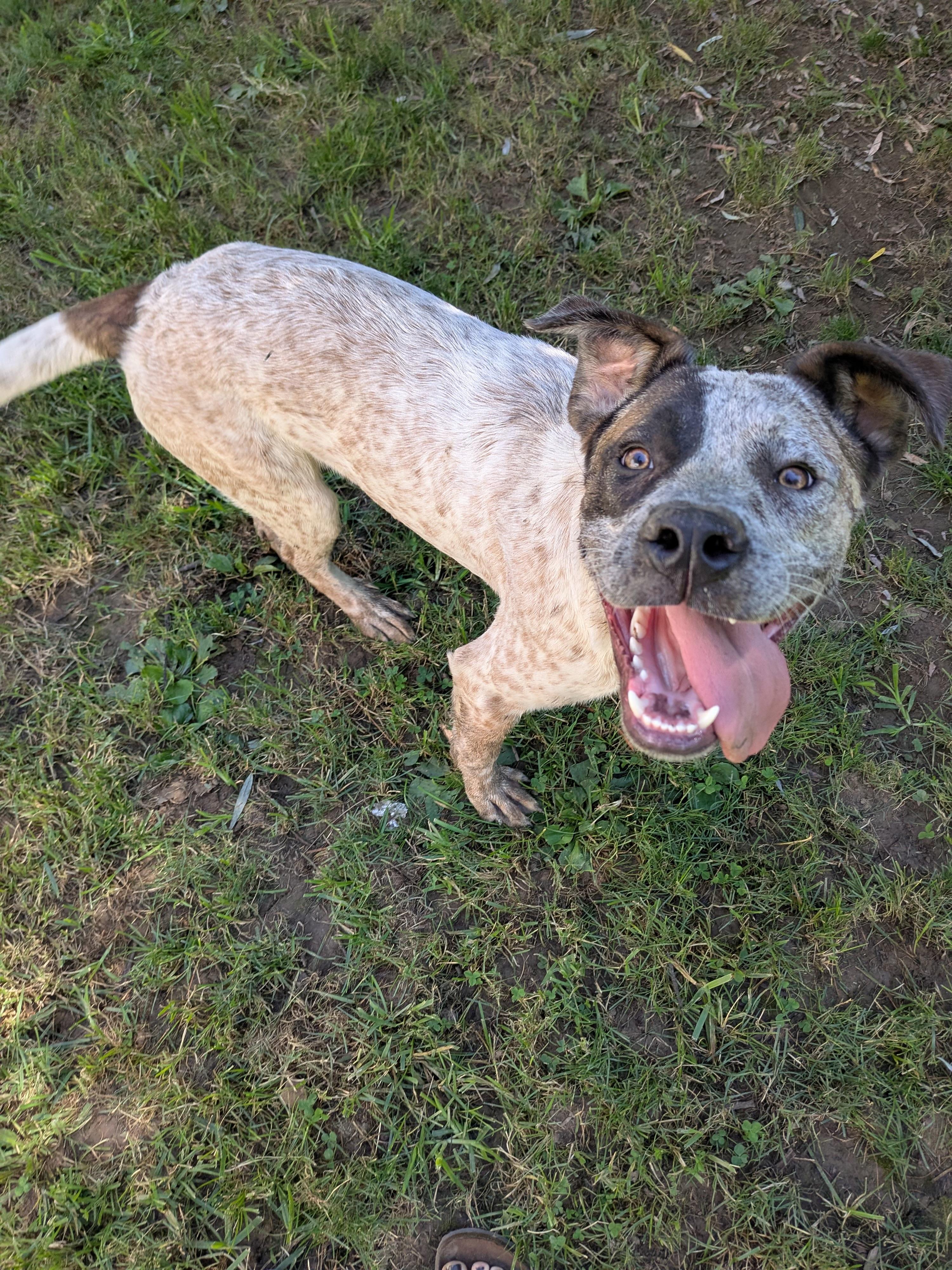 Toby, a Adoptable mixed breed in Sunbury, OH image 2/5