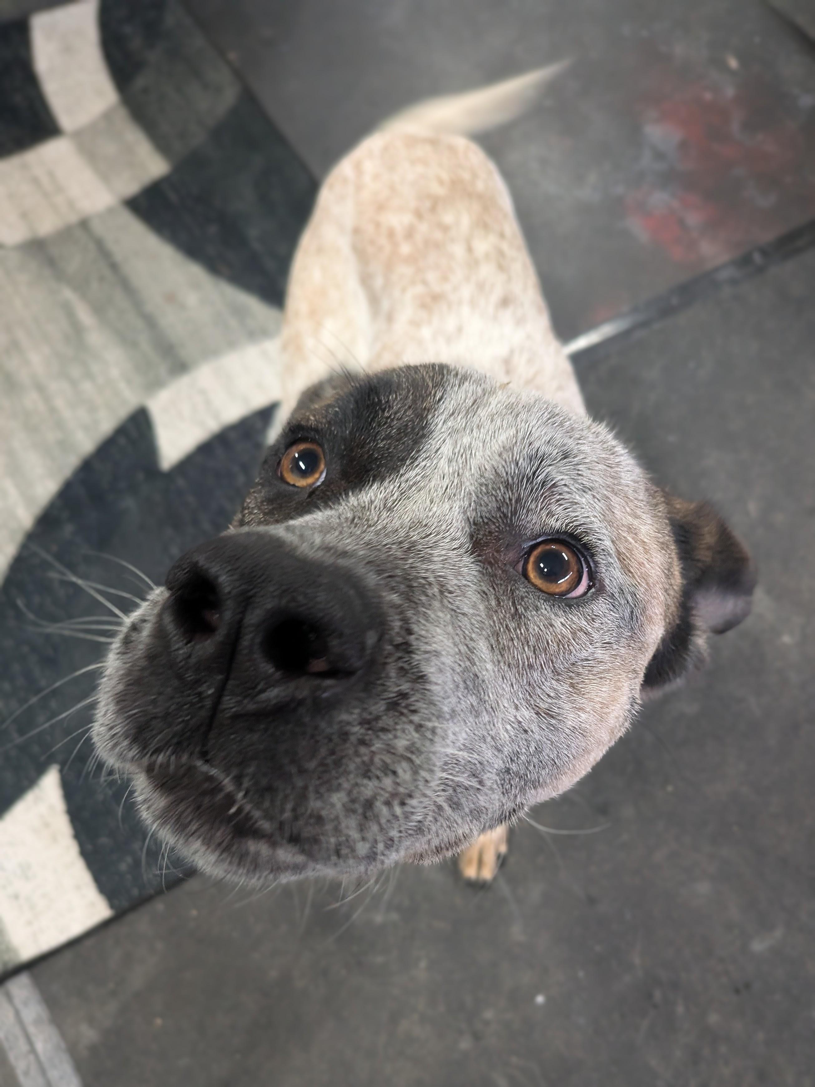 Enlarge Toby, a Adoptable mixed breed in Philadelphia, PA image 1/6