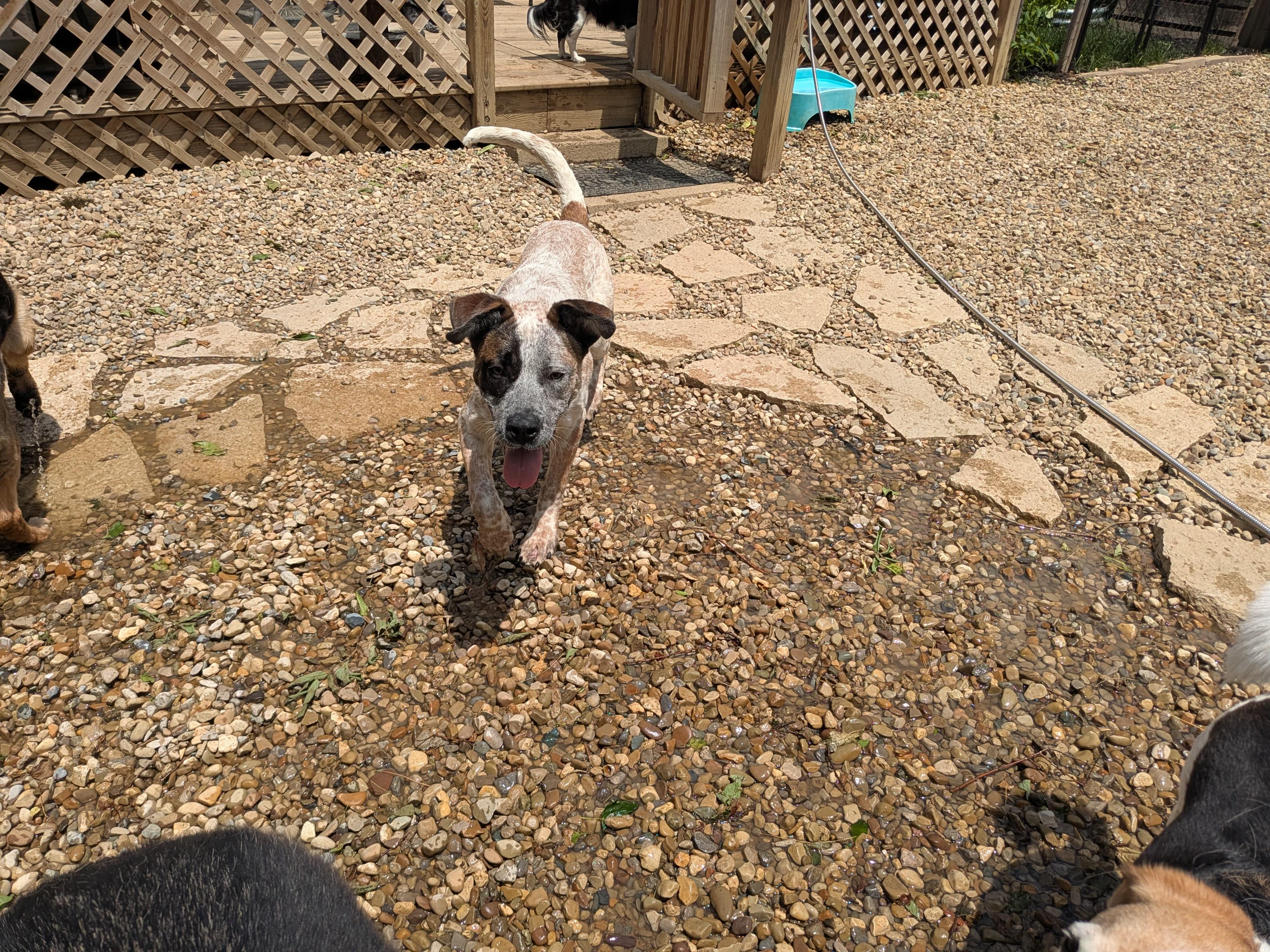 Toby, a Adoptable mixed breed in Sunbury, OH image 3/5