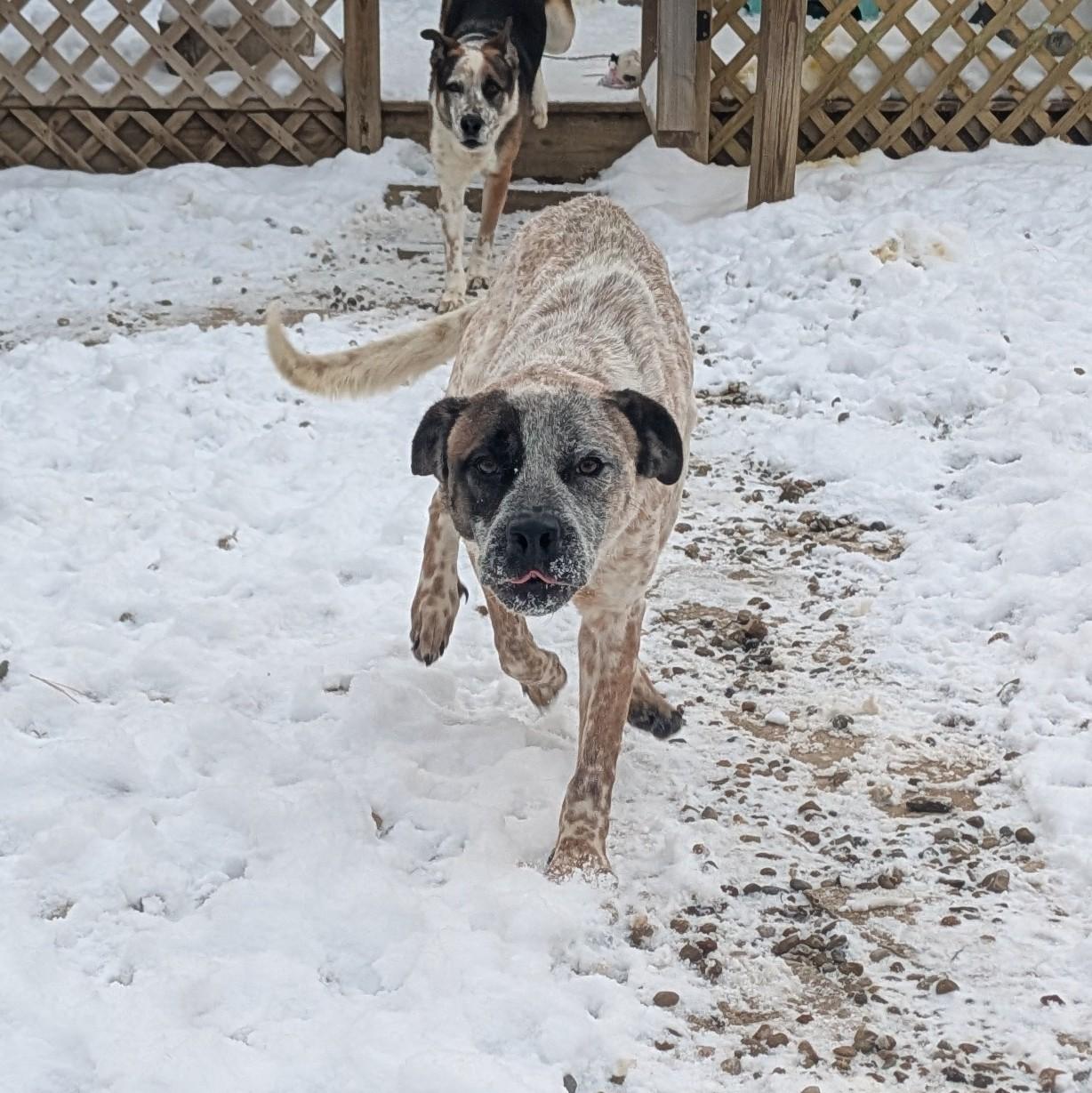 Enlarge Toby, a Adoptable mixed breed in Philadelphia, PA image 3/6