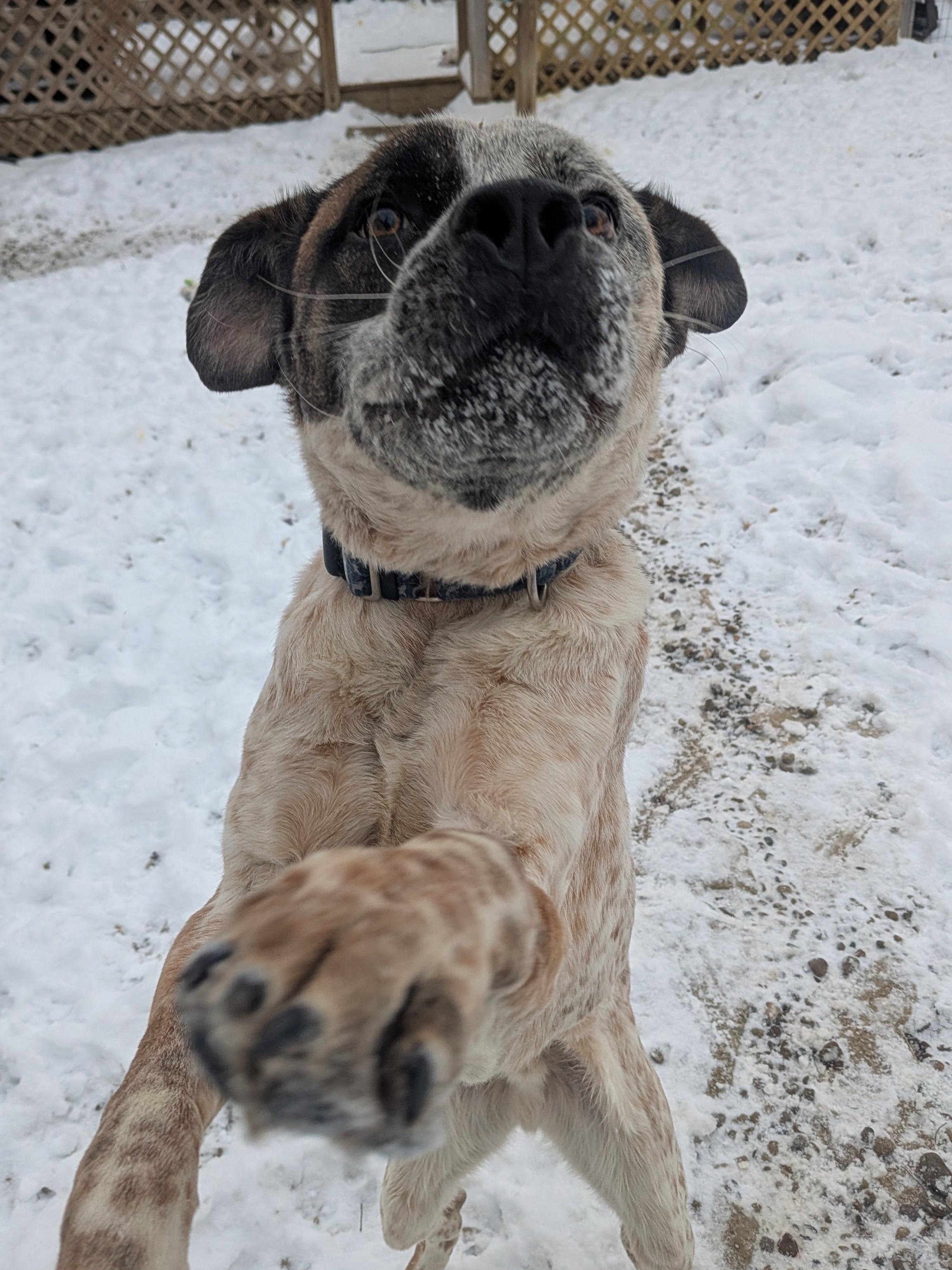 Enlarge Toby, a Adoptable mixed breed in Philadelphia, PA image 4/6