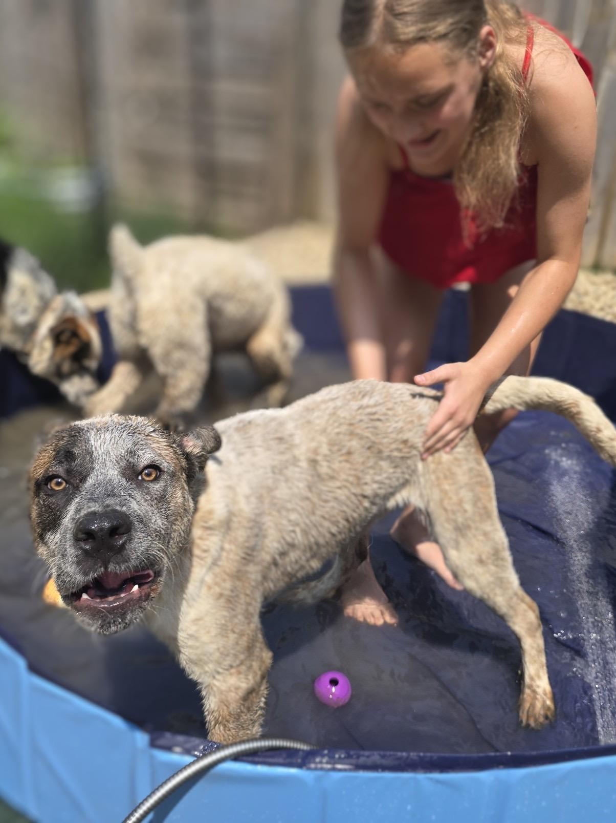 Toby, a Adoptable mixed breed in Sunbury, OH image 4/5