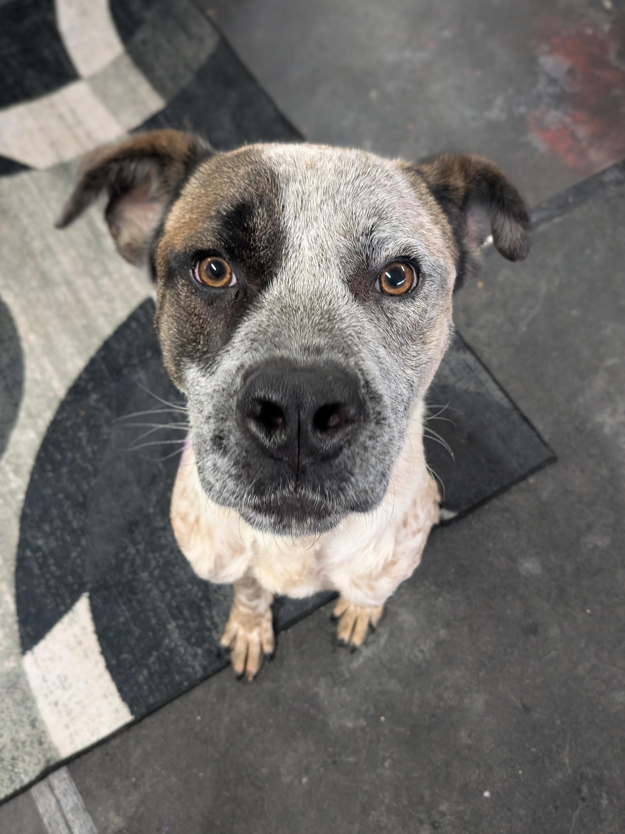 Enlarge Toby, a Adoptable mixed breed in Philadelphia, PA image 5/6