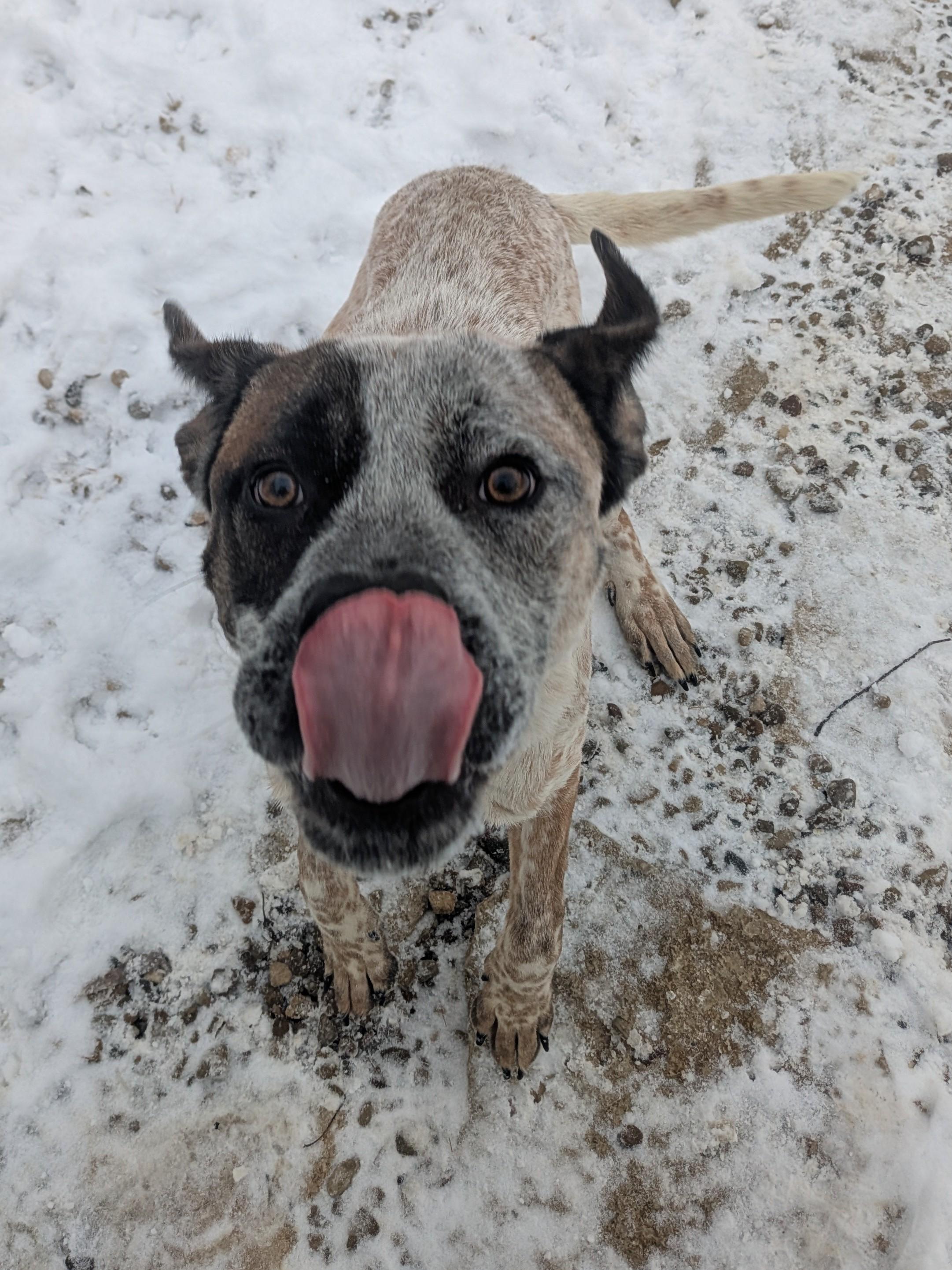 Enlarge Toby, a Adoptable mixed breed in Philadelphia, PA image 6/6