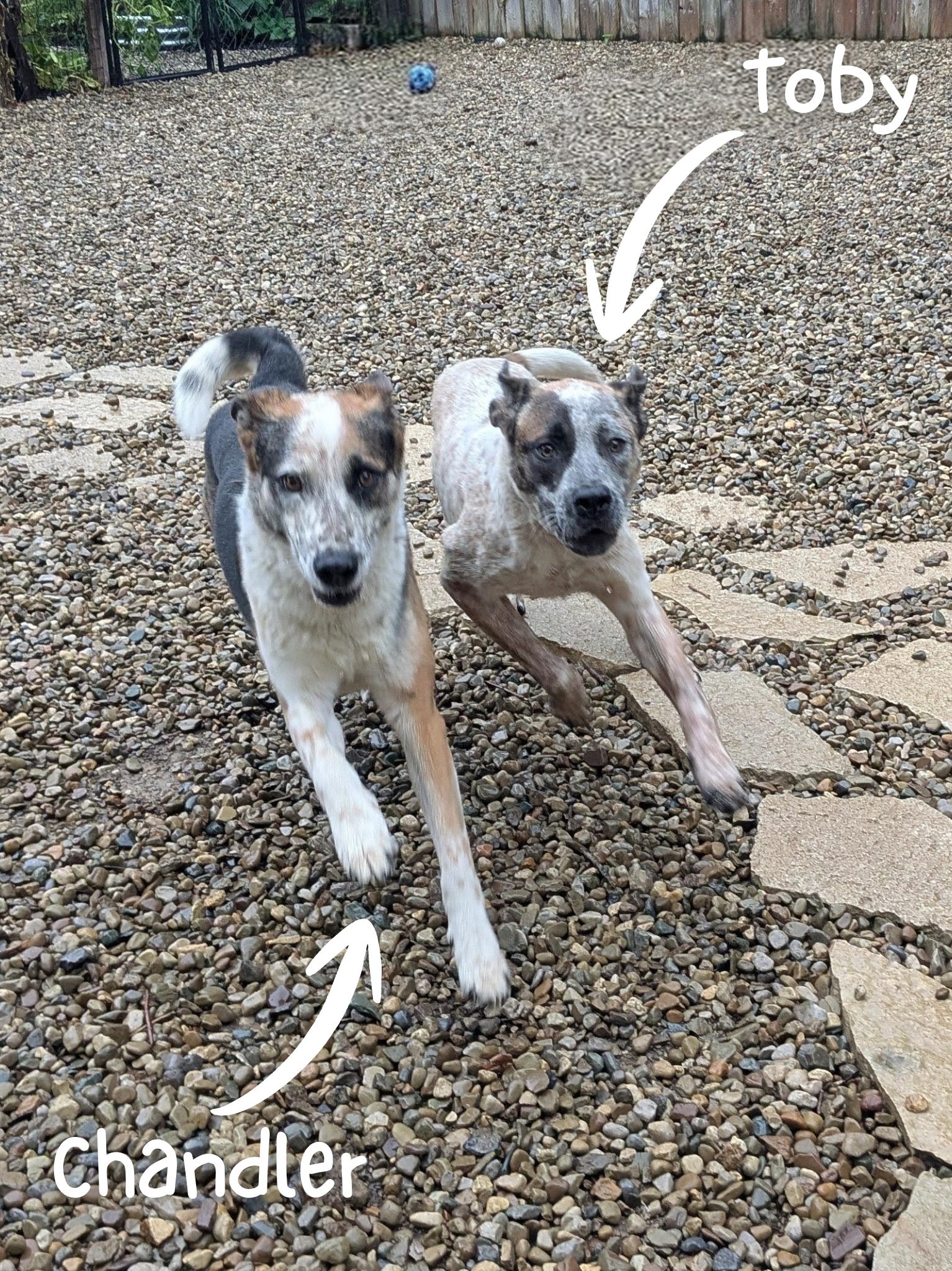 Toby, a Adoptable mixed breed in Sunbury, OH image 5/5