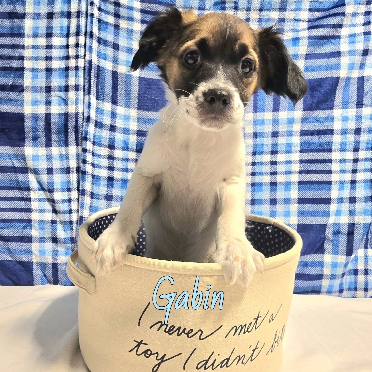 Gabin , ADOPTABLE, Puppy Male Mixed Breed.