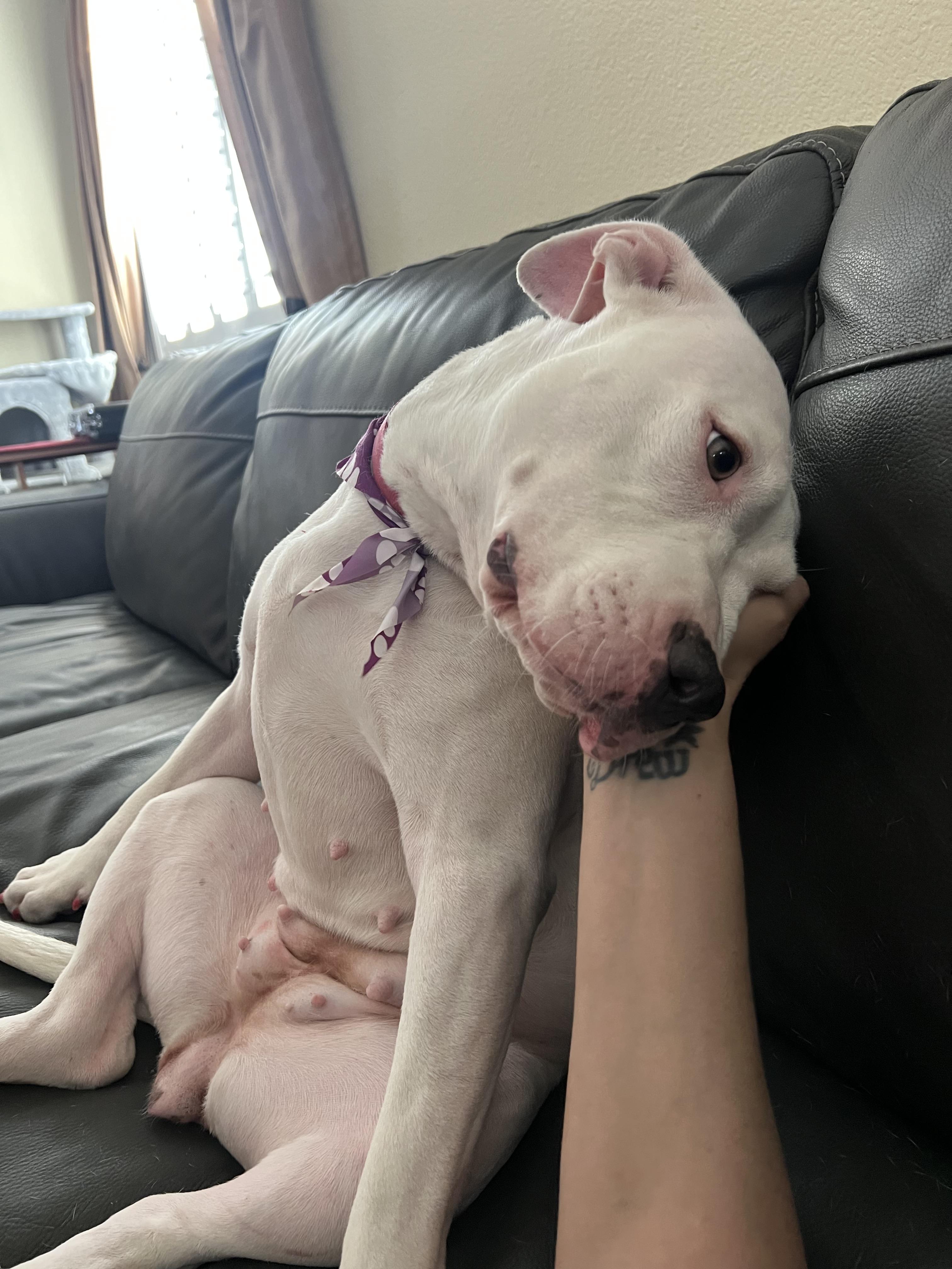 Enlarge Blossom, a Adopted American Bully in Las Vegas, NV image 4/6