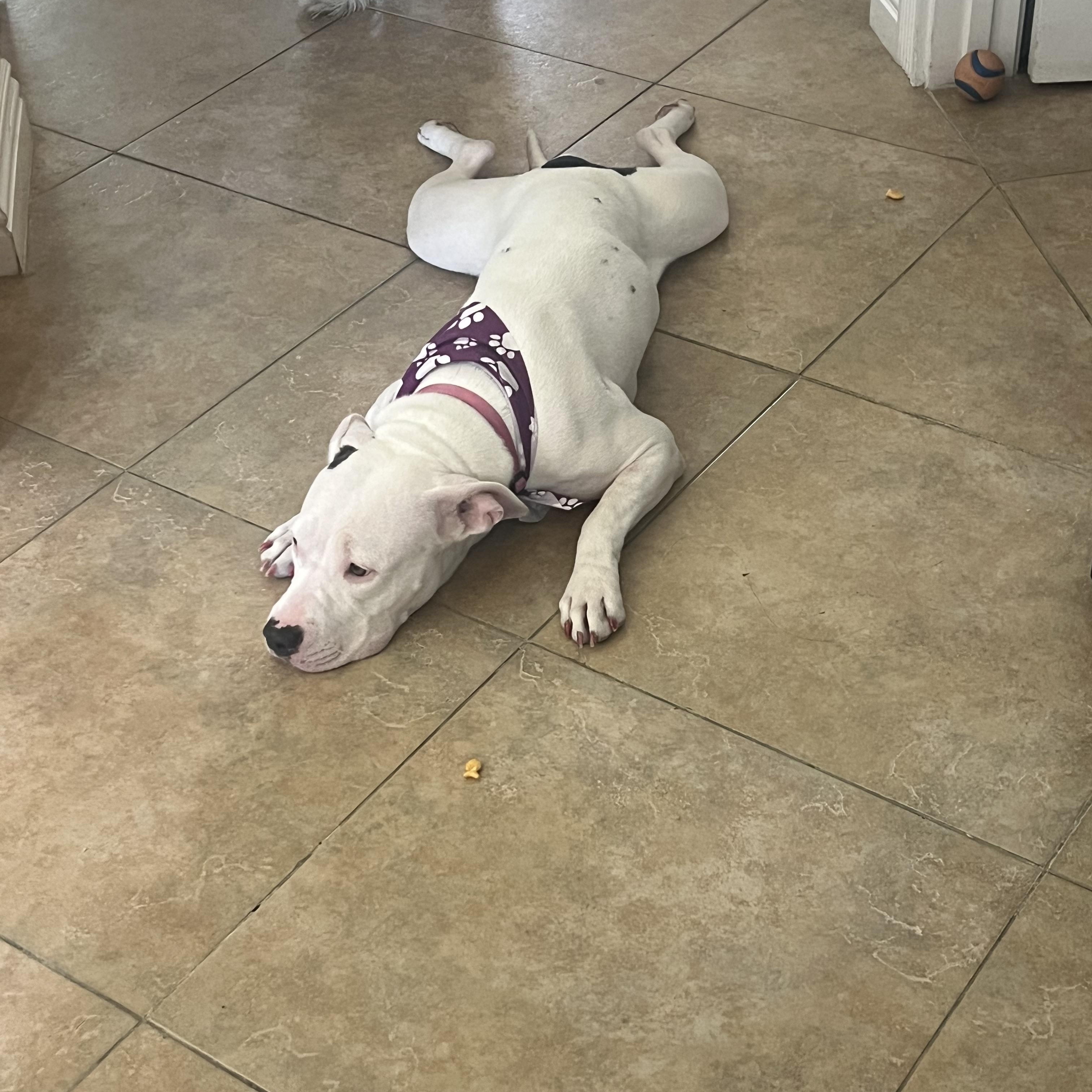 Enlarge Blossom, a Adopted American Bully in Las Vegas, NV image 5/6