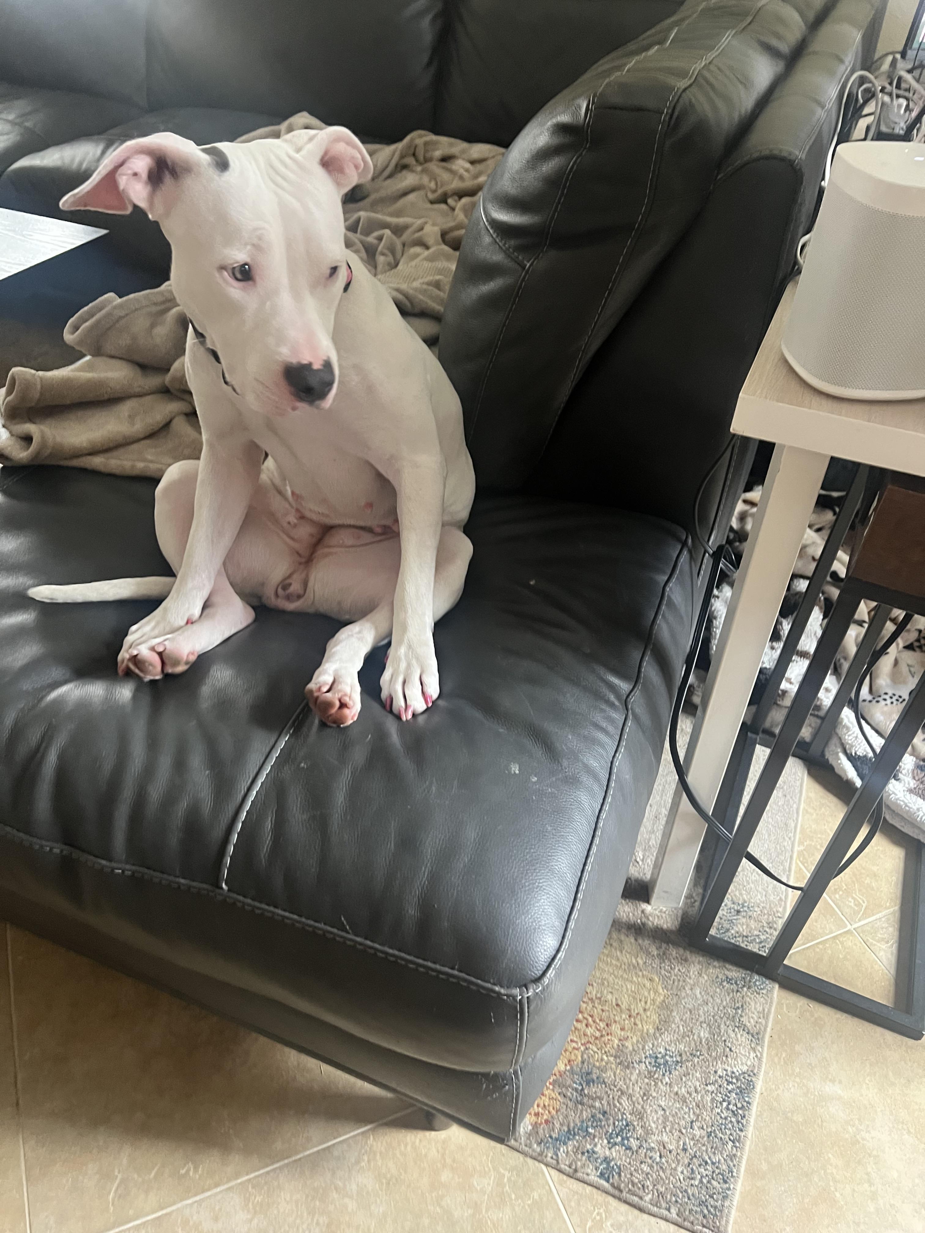 Enlarge Blossom, a Adopted American Bully in Las Vegas, NV image 1/6