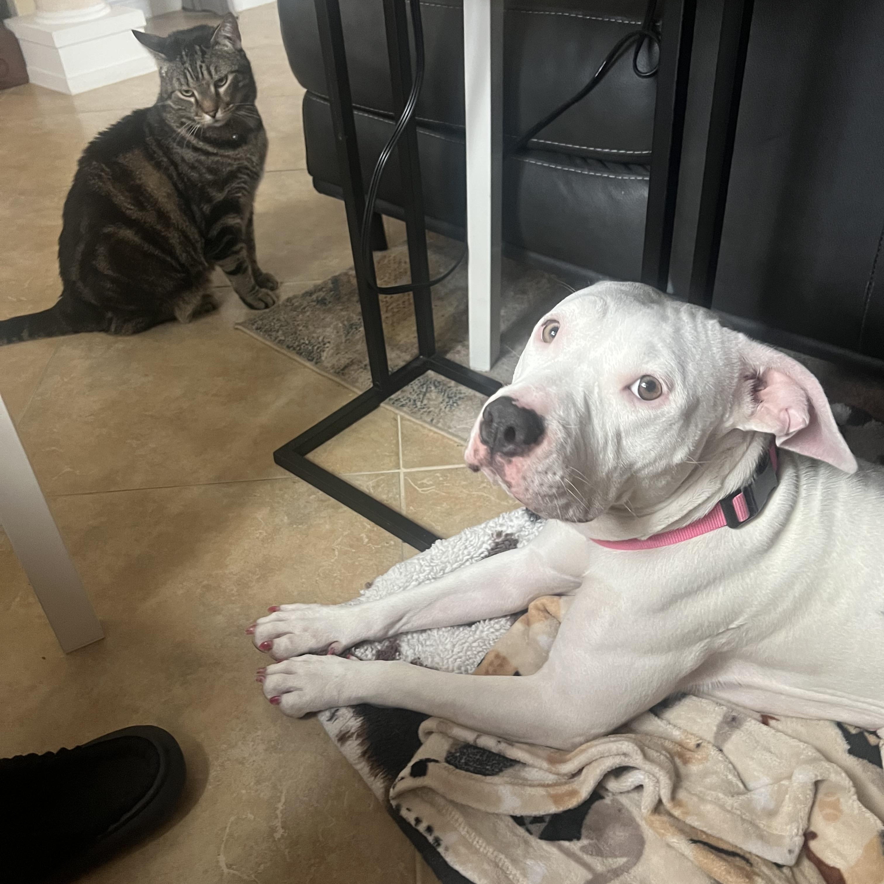 Enlarge Blossom, a Adopted American Bully in Las Vegas, NV image 6/6