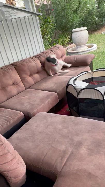 Enlarge Blossom, a Adopted American Bully in Las Vegas, NV video 3/6