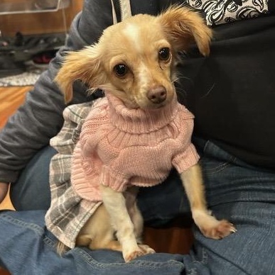 Enlarge Noelle, a ADOPTABLE mixed breed in Santa Rosa, CA image 1/1