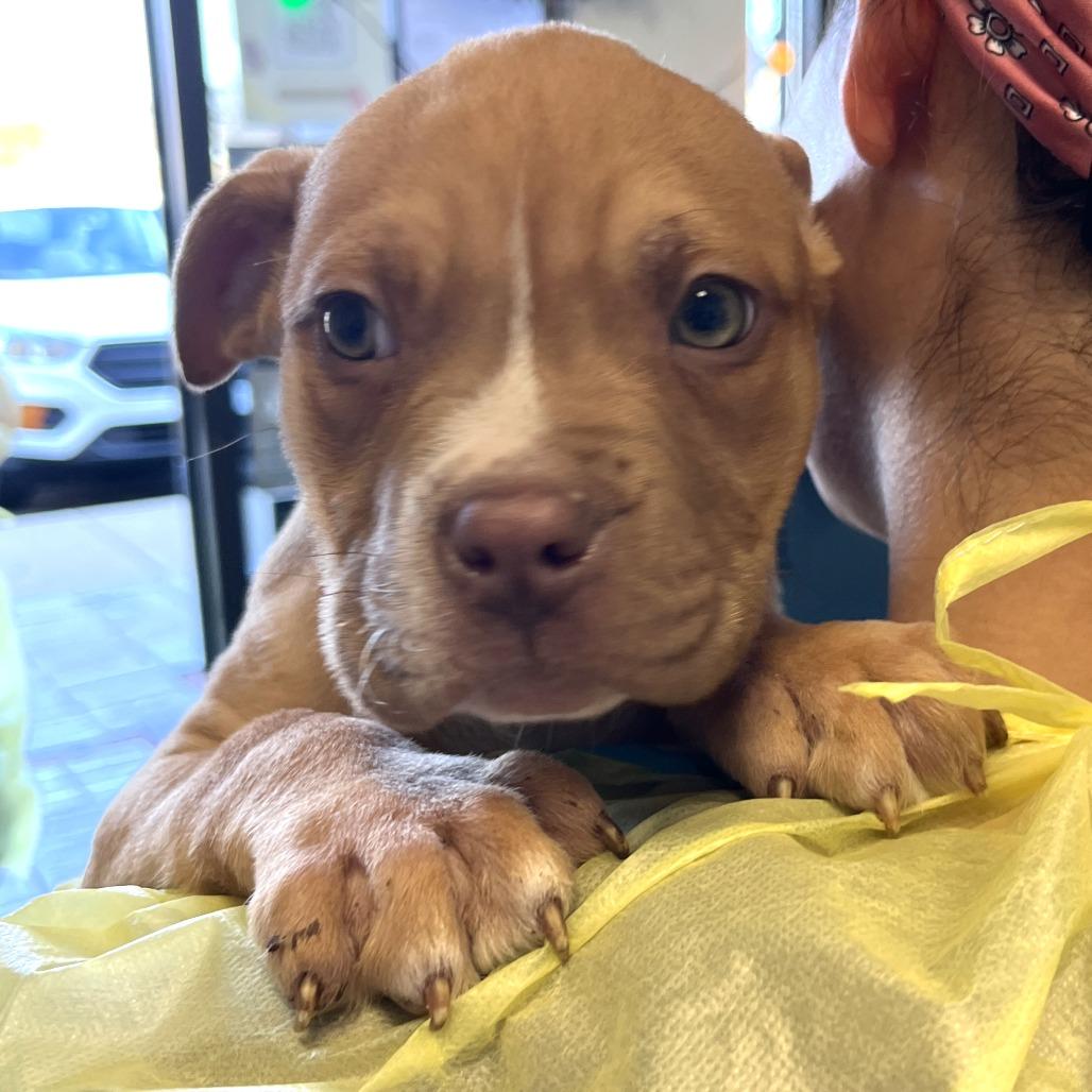 Lisa, Adoptable, Puppy Female Pit Bull Terrier & Mixed Breed.