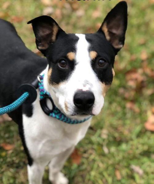 Enlarge Marlin, a Adoptable Mixed Breed in Elkins, WV image 1/2