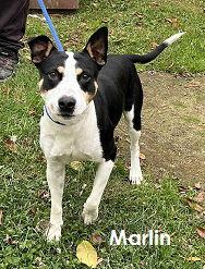 Marlin, a Adoptable Mixed Breed in Elkins, WV image 2/2