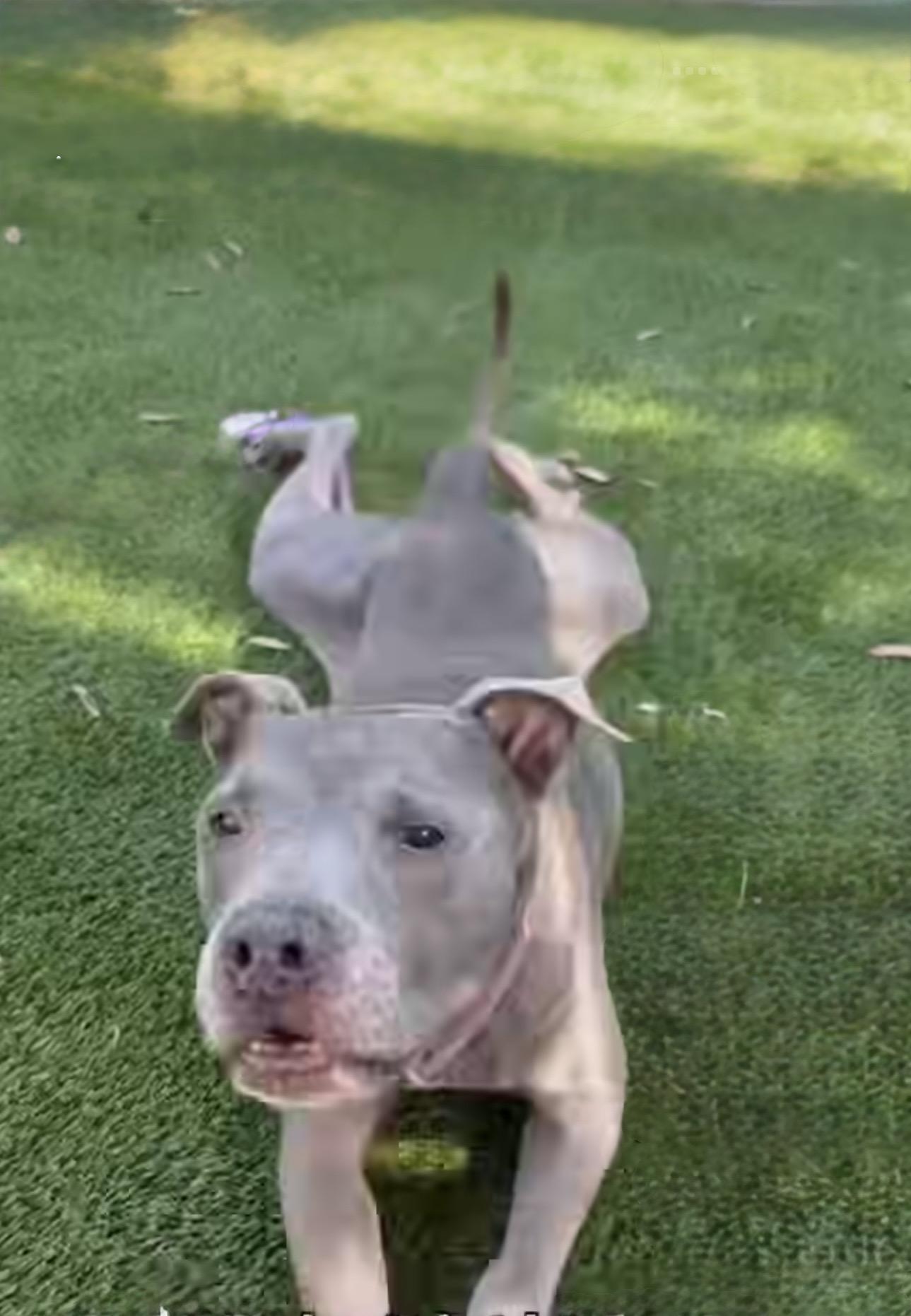 Enlarge BLUE, a ADOPTABLE Pit Bull Terrier in Portland , OR image 5/6
