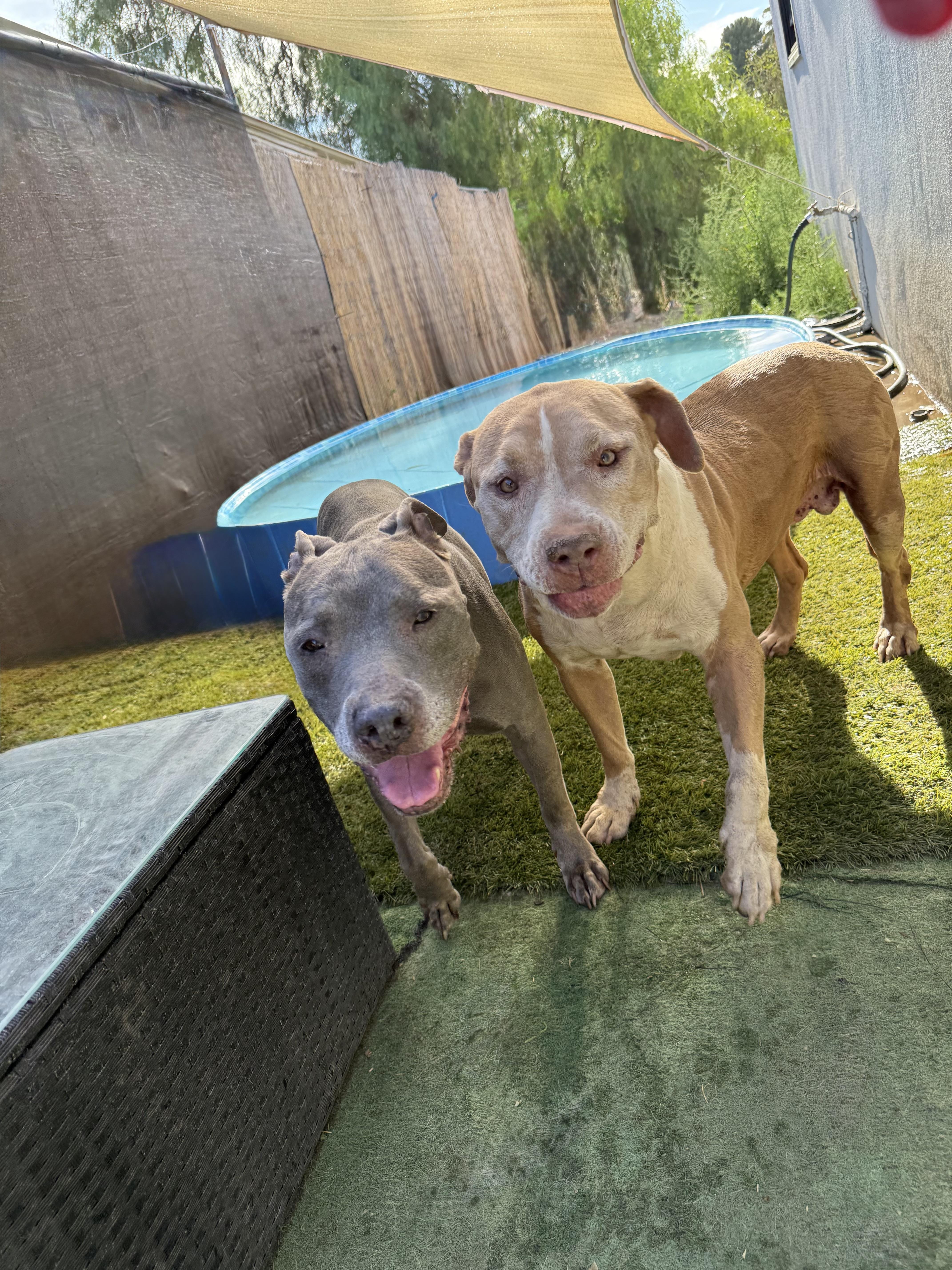 Enlarge BLUE, a ADOPTABLE Pit Bull Terrier in Portland , OR image 4/6